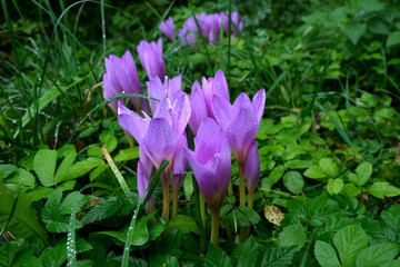 Purple flowers of autumn crocus on the meadow. Colchicum autumnale