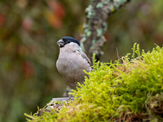 Gimpel, Dompfaff, Eurasian bullfinch
