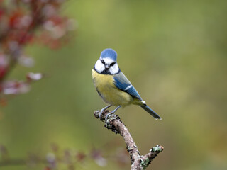 Blaumeise, Cyanistes caeruleus,