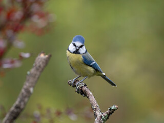 Blaumeise, Cyanistes caeruleus,