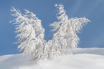 Plant covered in ice
