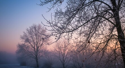 Bare trees stand against a soft blue and pink sky in winter.