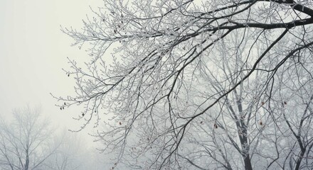 Bare tree branches covered in frost against a hazy winter sky.