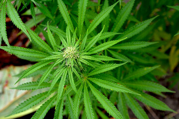 Close up of cannabis plant