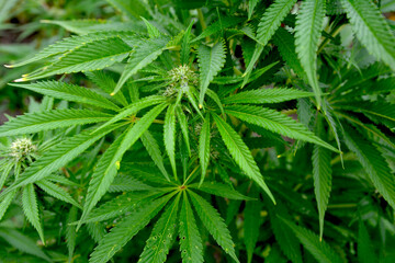 Close up of cannabis plant