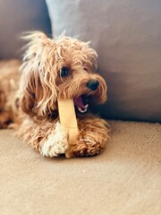 Puppy Eating Bone on Couch – Cozy Indoor Pet Scene.