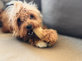 Puppy Eating Bone on Couch – Cozy Indoor Pet Scene.