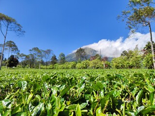 Beautiful tea plantation view with blue sky and clouds with Mount Sindoro as the background located in Central Java, Indonesia. Design concept for tea product background or wallpaper