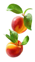 Two ripe peaches with leaves