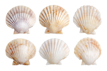 Six scallop shells arranged in a grid