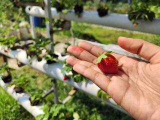 A young Asian woman picking ripe strawberries from the garden. Harvesting fresh organic...