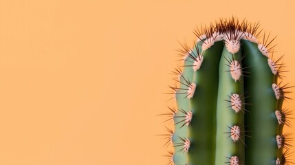 Close-up of a cactus against an orange background