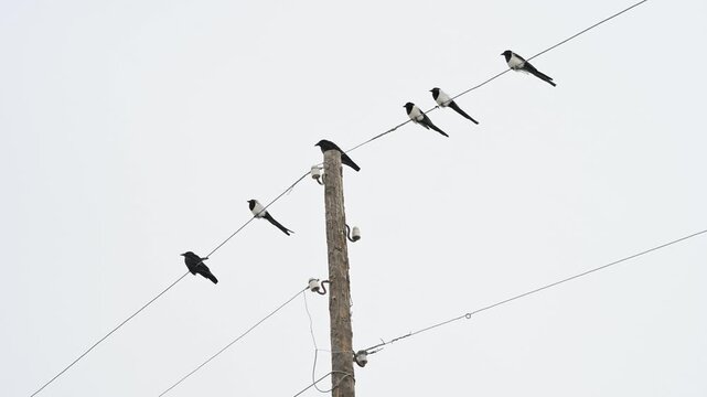 A mixed flock of magpies and crows perches on a utility pole and power line against a stark, overcast sky in rural Mongolia. A minimalist scene of winter wildlife.