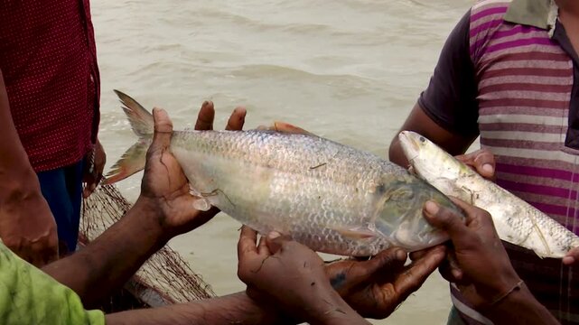 hilsa fish live being held in hand by river fisherman displaying successful catch
