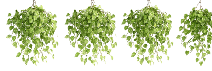 Four bunches of light green foliage
