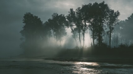 Sunlit Fog: Ethereal Light Through Misty Trees