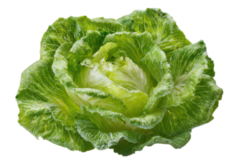 Close-up of a vibrant green leafy vegetable, rosette shape