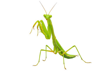 Isolated praying mantis insect, predator from nature, green animal, close up photo with details