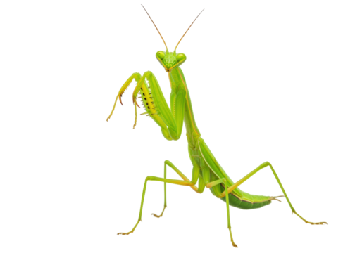 Isolated praying mantis insect, predator from nature, green animal, close up photo with details