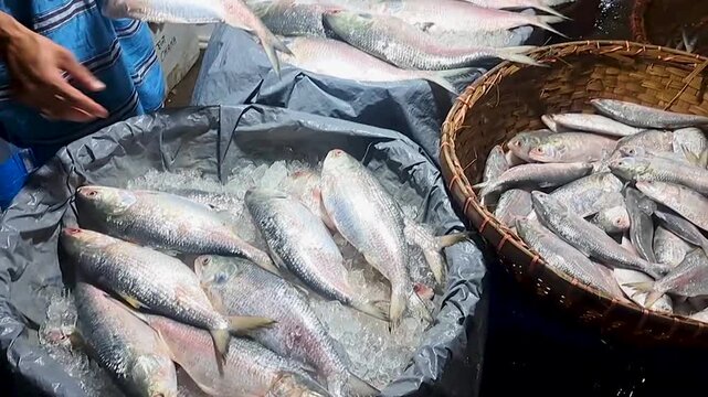 Hilsa Fish Sorted and Arranged for Sale at a Busy Fresh Fish Market