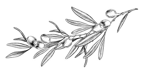An olive branch with leaves and fruits drawn in an engraving style. Black and white botanical vector illustration on a white background. Sketch of a Mediterranean plant. Design for labels, packaging.