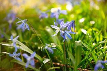 Bluebell flower in sunny spring forest	