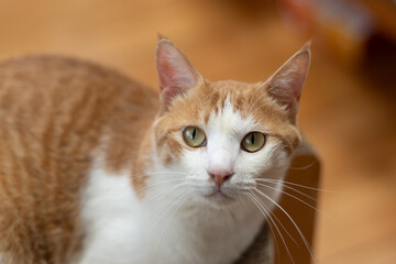 室内でくつろぐ可愛い猫　茶トラ白	