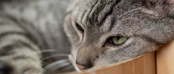 綺麗な目で見つめる可愛い猫　サバトラ猫