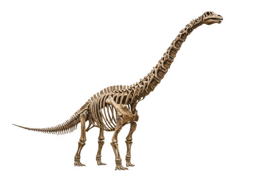 Isolated skeleton of dinosaur on display, sauropod species, prehistoric exhibit museum