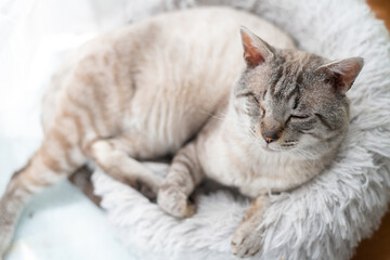 クッションに乗ってくつろぐ可愛い猫　シャムトラ猫	