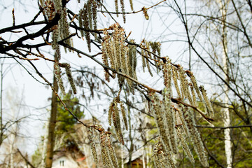Beautiful spring branches with hanging catkins in a serene natural setting during a peaceful afternoon