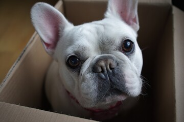 Fototapeta premium Bulldog Box. White French Bulldog Closeup with Cute Bib in Box