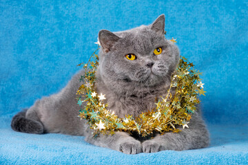 Adorable Blue British Shorthair cat in Christmas tinsel on a blue background. Christmas concept