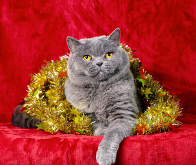 Adorable Blue British Shorthair cat in Christmas tinsel on a red background. Christmas concept