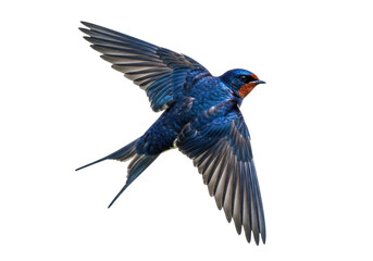 Isolated Bird of a Barn Swallow in Flight Shows its Colorful Plumage With Wings Spread