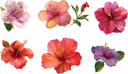 Fototapeta premium set of hibiscus flowers