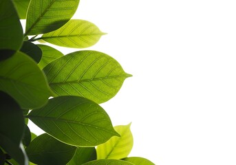 Fototapeta premium Green leaves with visible veins backlit by bright sunlight isolated on white background