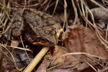 Brown frog in autumn
