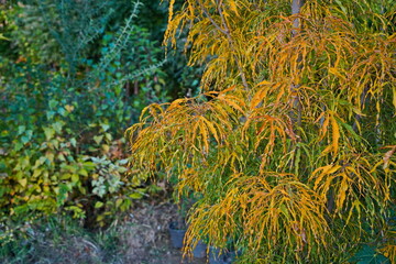 A large nursery of different plants. Gardening and landscape design.