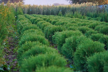 A large nursery of different plants. Gardening and landscape design.