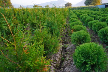 A large nursery of different plants. Gardening and landscape design.