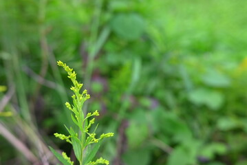黄緑色の野草のつぼみと緑のボケ