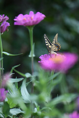 ジニアの花とアゲハチョウ