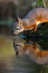 Red squirrel drinking water in the forest with reflection