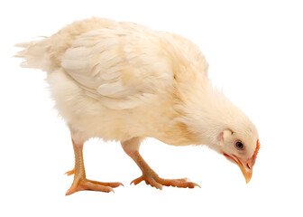 Fototapeta premium A small white or cream hen looking for feed on the ground isolated on white background and generated with AI