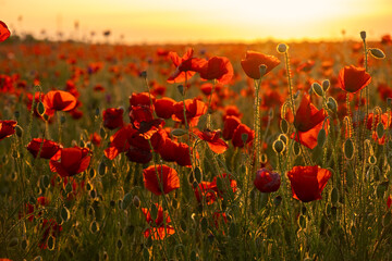 Poppies field sunset. Bright scarlet flowers in the orange sunset light. Warm atmospheric summer landscape. Natural background for design, wallpaper, paintings. Wild wildflowers in the setting sun