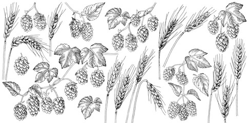 Hop and malt hand drawn collection