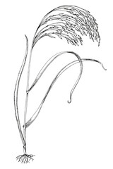 Forage grass for pasture and hay vector set
