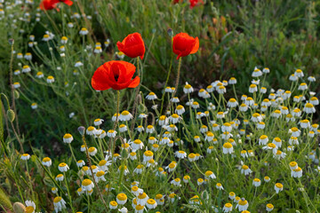 A poppy field at sunset. Bright scarlet poppies and white daisy flowers in close-up. Warm atmospheric summer background. soft focus, blurry movement. The concept of summer, warm evenings. Postcard