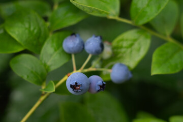 Obraz premium blueberry seeds, wild blueberries, healthy nutrition and natural vitamins